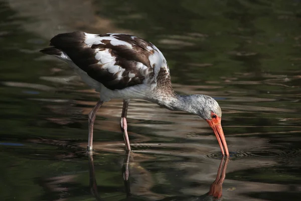 Wild American white ibis — Fotografie, imagine de stoc