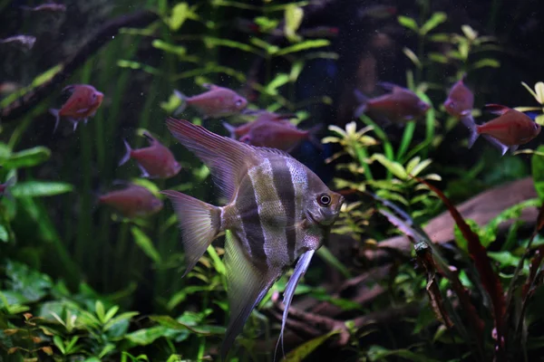 Vahşi derin Angelfish — Stok fotoğraf