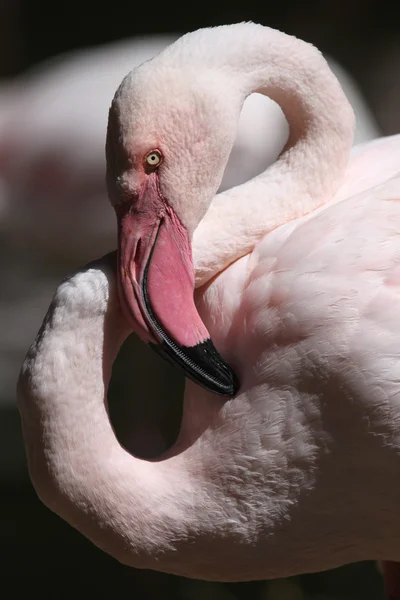 Pink Greater flamingo — Stock Photo, Image