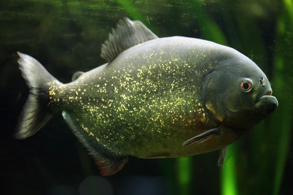 Vahşi kırmızı karınlı piranha