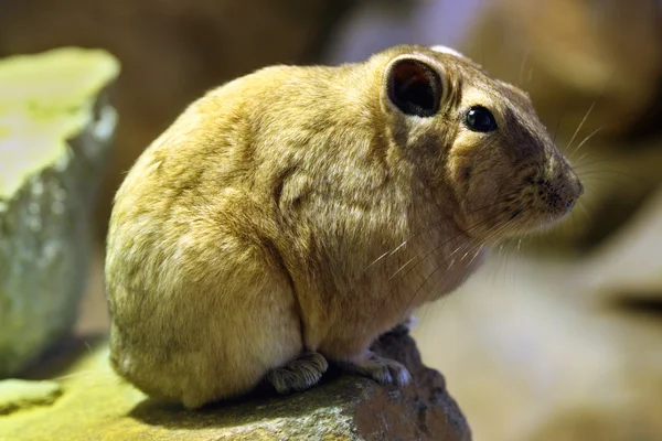 Wild Common Gundi — стоковое фото