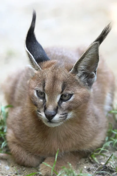 Gatito salvaje de Caracal . —  Fotos de Stock