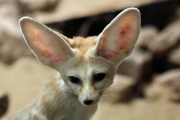 Дикі Fennec Фокс — стокове фото