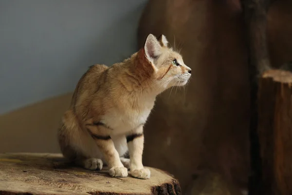 Gato de areia selvagem — Fotografia de Stock