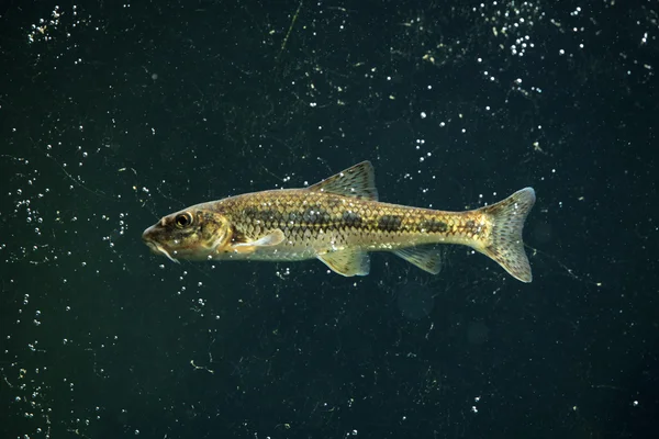 Pescado Dudgeon salvaje —  Fotos de Stock