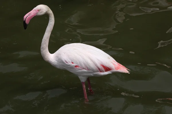 Wilde meer Flamingo — Stockfoto
