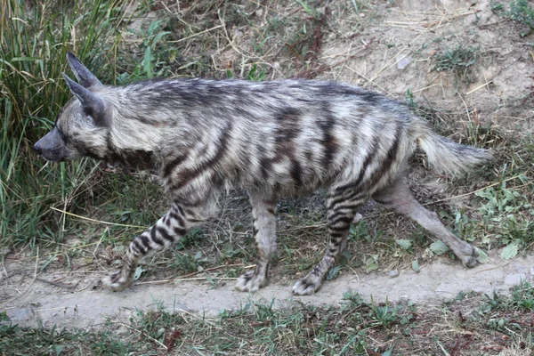 Dziki hiena pręgowana — Zdjęcie stockowe