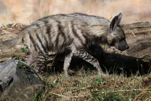 Wild gestreepte hyena — Stockfoto