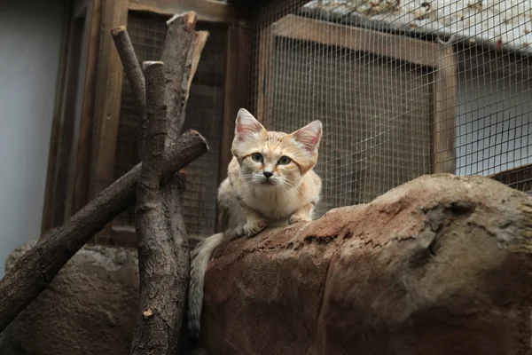 Gato de areia selvagem — Fotografia de Stock