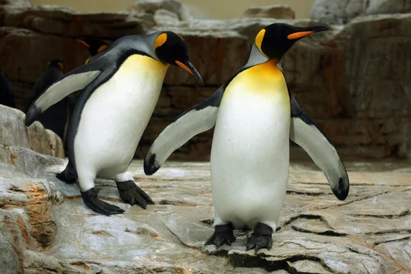Пингвин Дикого короля — стоковое фото