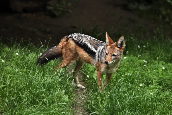 Wild Black-backed jackal — Stock Photo, Image