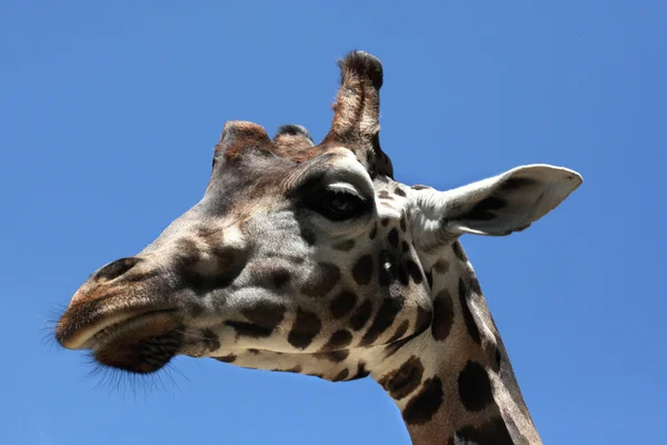 Girafa de Wild Rothschild — Fotografia de Stock