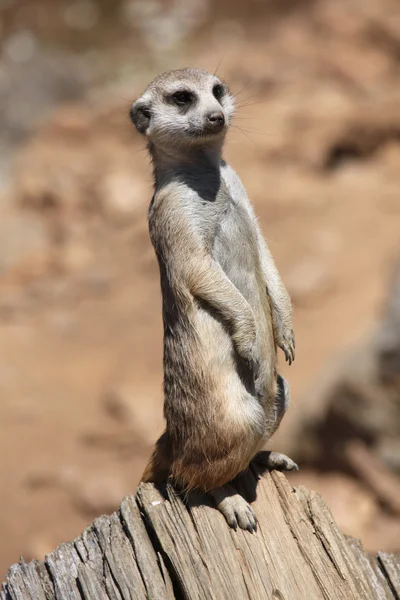 Wild Meerkat  suricate. — Stock Photo, Image