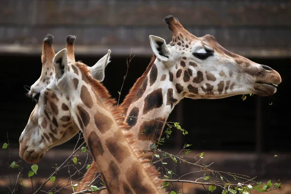 Wildschweine-Giraffe — Stockfoto