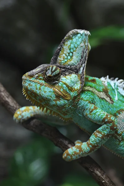 Wild Veiled chameleon — Stock Photo, Image