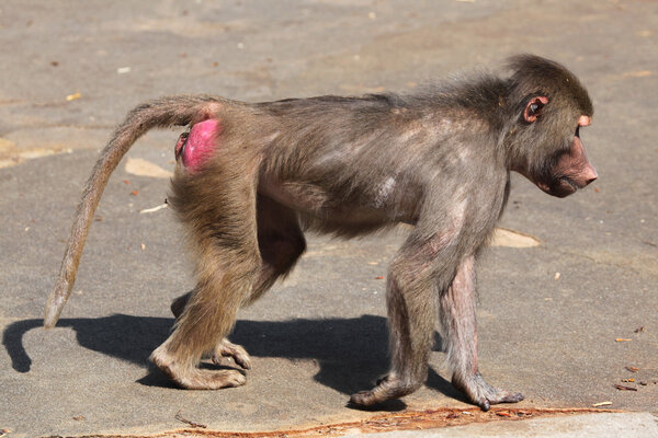 Wild Hamadryas baboon