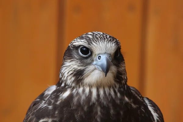 Falco selvatico Saker — Foto Stock
