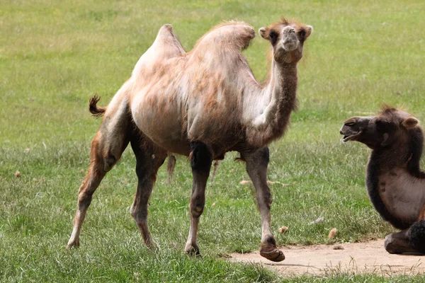 Wild Bactrian camel — Stock Photo, Image