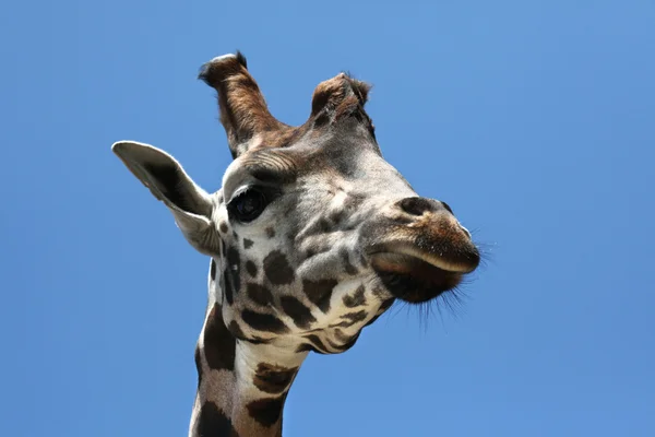 La jirafa de Wild Rothschild — Foto de Stock