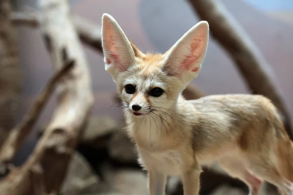 Divoký Fennec fox — Stock fotografie