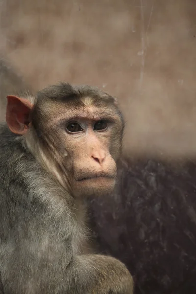 Macaco de capó salvaje — Foto de Stock