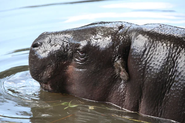 Hipopótamo-pigmeu selvagem — Fotografia de Stock