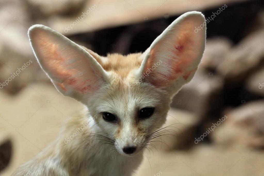 855 Fennec Stock Photos Images Download Fennec Pictures On Depositphotos 855 Fennec Stock Photos Images Download Fennec Pictures On Depositphotos