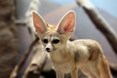 Fennec fox with big ears clipart