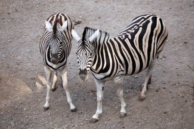 Bayağı Zebra birkaç