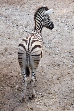 Küçük bayağı zebra