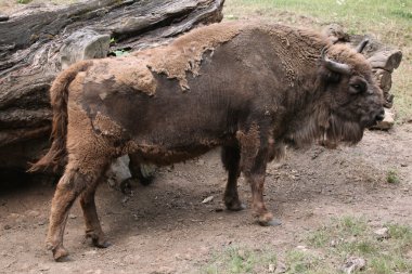 Avrupa bizonu hayvan