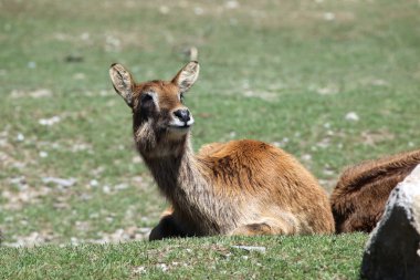 Nil lechwe çim üzerinde yalan