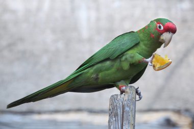 mitred parakeet  eats piece of orange clipart