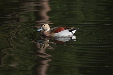 Halkalı deniz mavisi hayvan