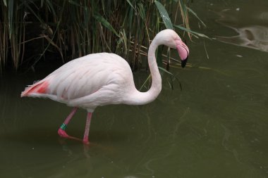 büyük flamingo