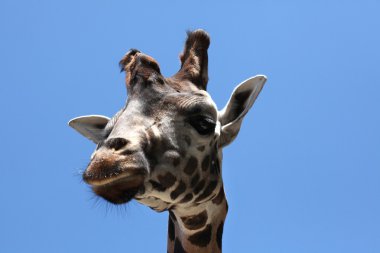 Rothschild's giraffe animal clipart