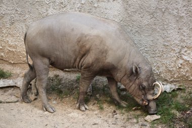 Sulawesi babirusa hayvan