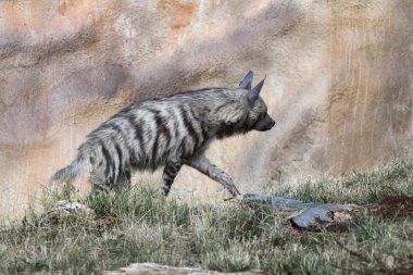 Striped hyena animal clipart