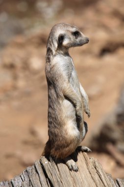 Meerkat standları ve uzağa arıyorsunuz