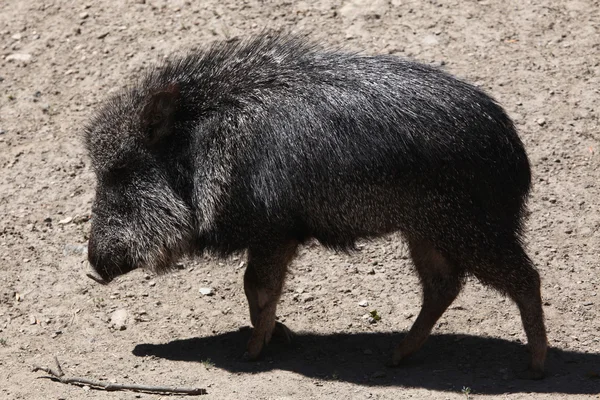 Chacoan peccary dyr - Stock-foto