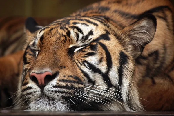 Sumatra tigre addormentata — Foto Stock