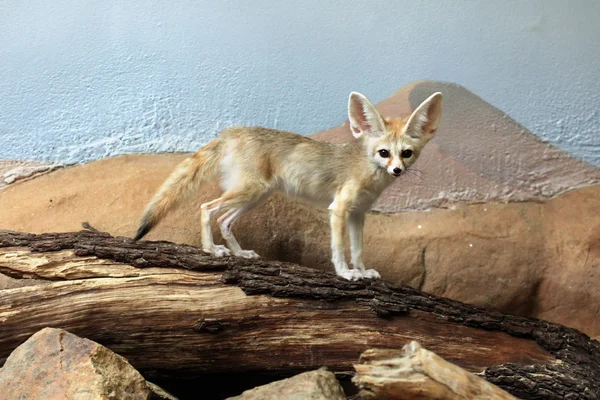 Fennec volpe con grandi orecchie — Foto Stock