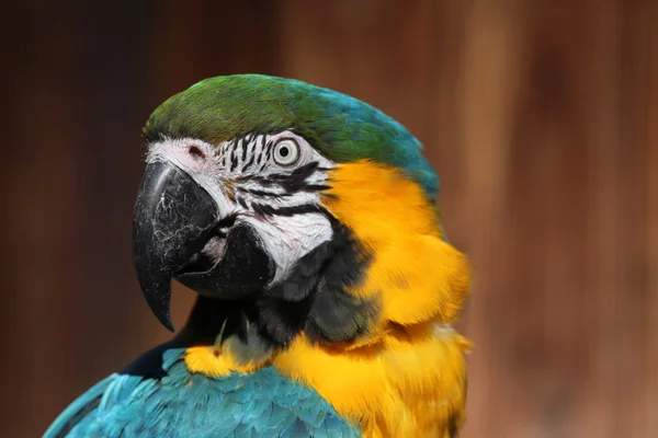 Blue-and-yellow macaw parrot — Stock Photo, Image