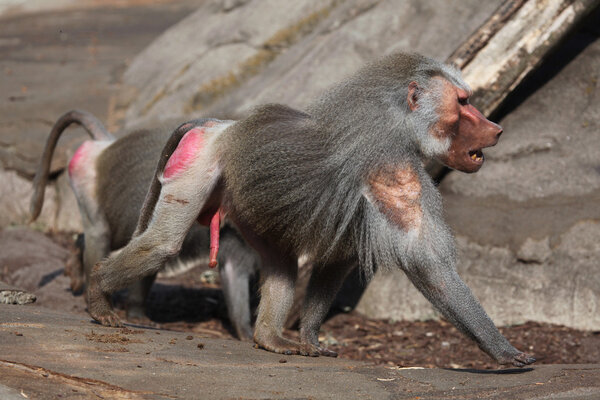 Hamadryas baboon animal