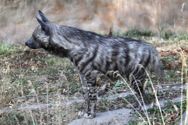 条纹鬣狗动物 — 图库照片