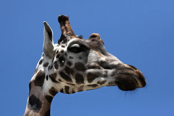 Giraffentier — Stockfoto