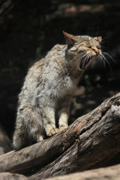 Gato salvaje europeo bostezando en el árbol — Foto de Stock