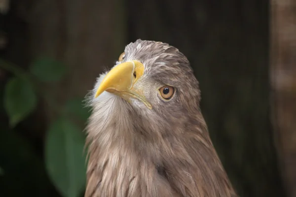 Pájaro de cola blanca — Foto de Stock