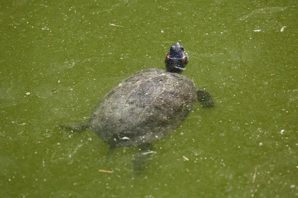 Red-eared slider swimming in water — Stock Photo, Image