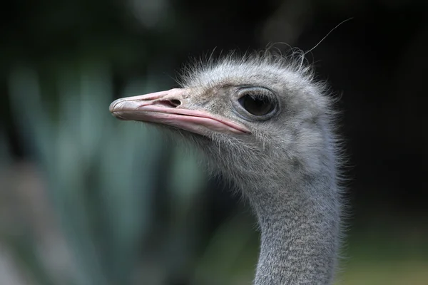 Cabeça de avestruz cinzenta — Fotografia de Stock